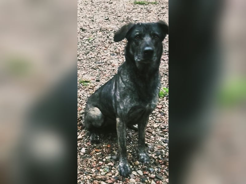 Mirabelle - freundliche Hundedame