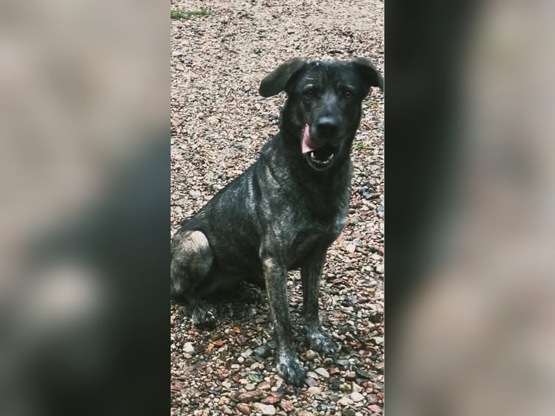 Mirabelle - freundliche Hundedame