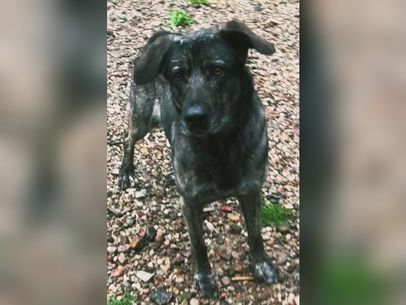 Mirabelle - freundliche Hundedame
