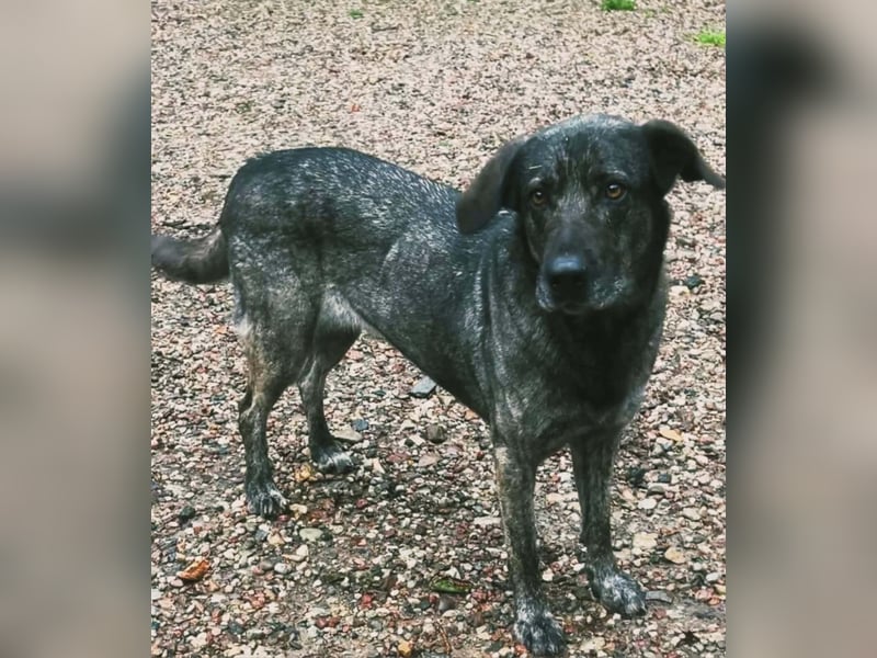 Mirabelle - freundliche Hundedame