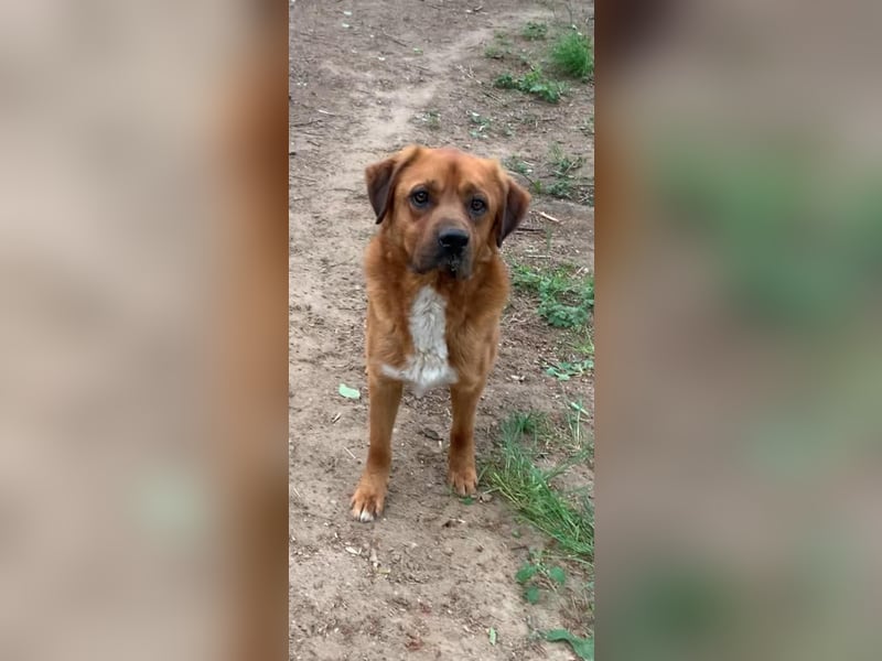 Balou - ist gutmütig