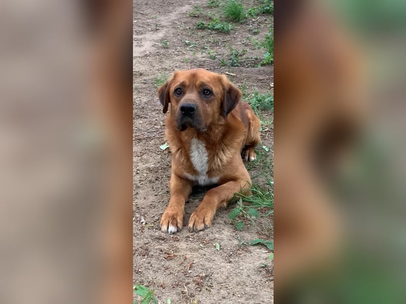 Balou - ist gutmütig