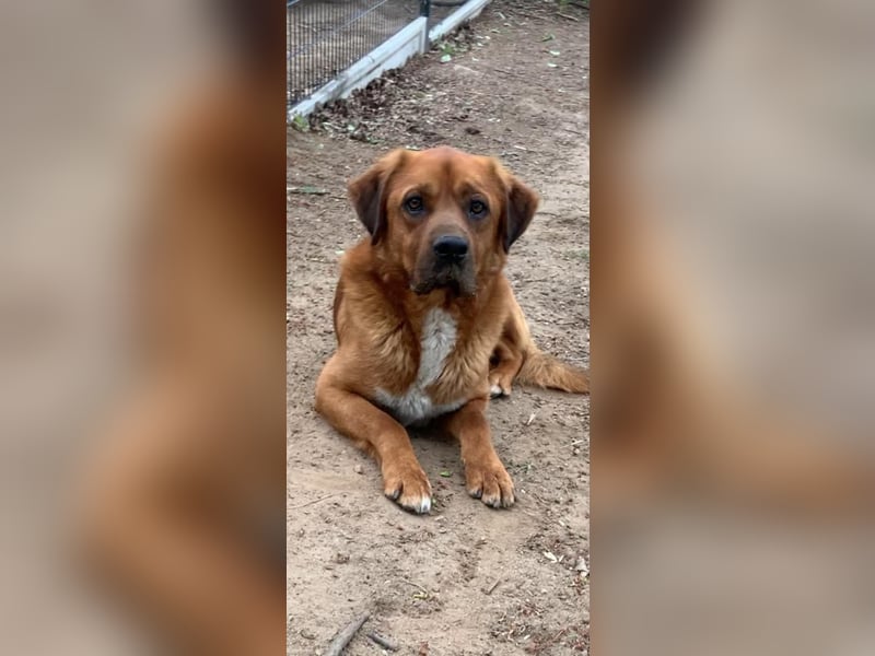 Balou - ist gutmütig