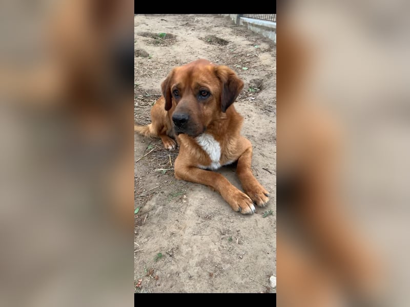 Balou - ist gutmütig