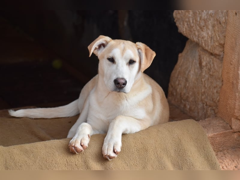 Bodhi ist ein entzückender Junghund, 5 Monate