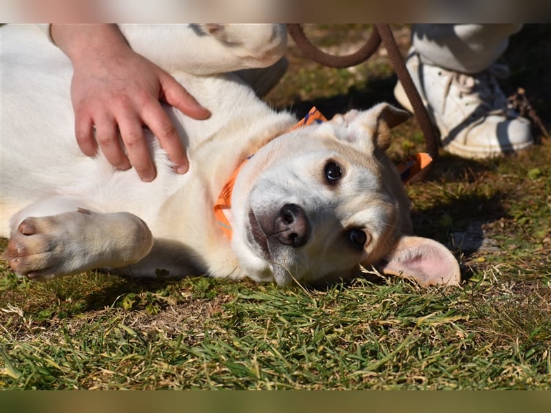 Bodhi ist ein entzückender Junghund, 5 Monate