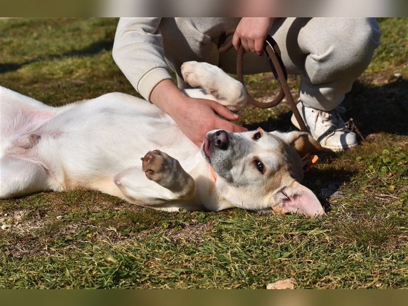 Bodhi ist ein entzückender Junghund, 5 Monate