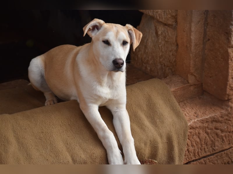 Bodhi ist ein entzückender Junghund, 5 Monate