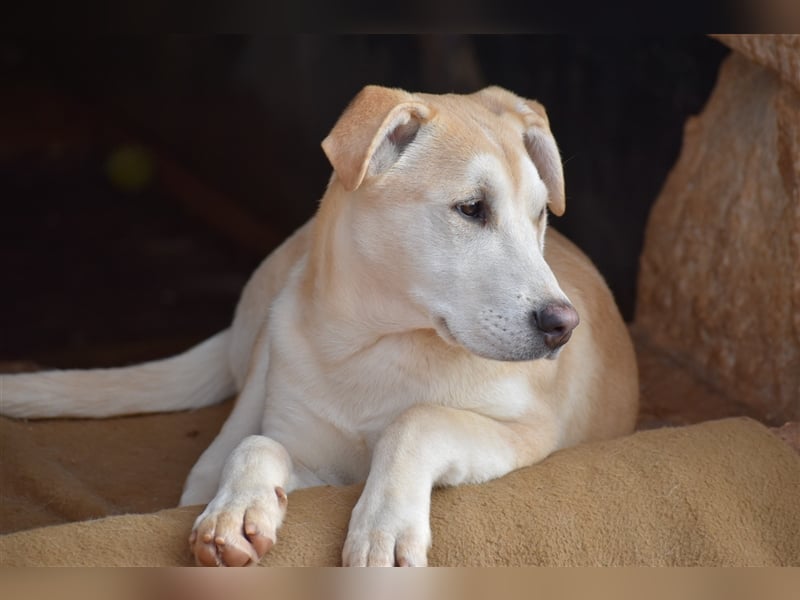 Bodhi ist ein entzückender Junghund, 5 Monate