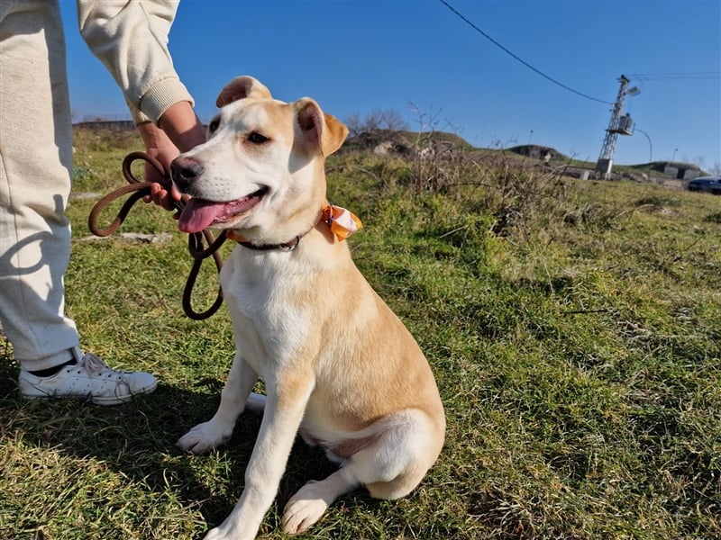 Bodhi ist ein entzückender Junghund, 5 Monate