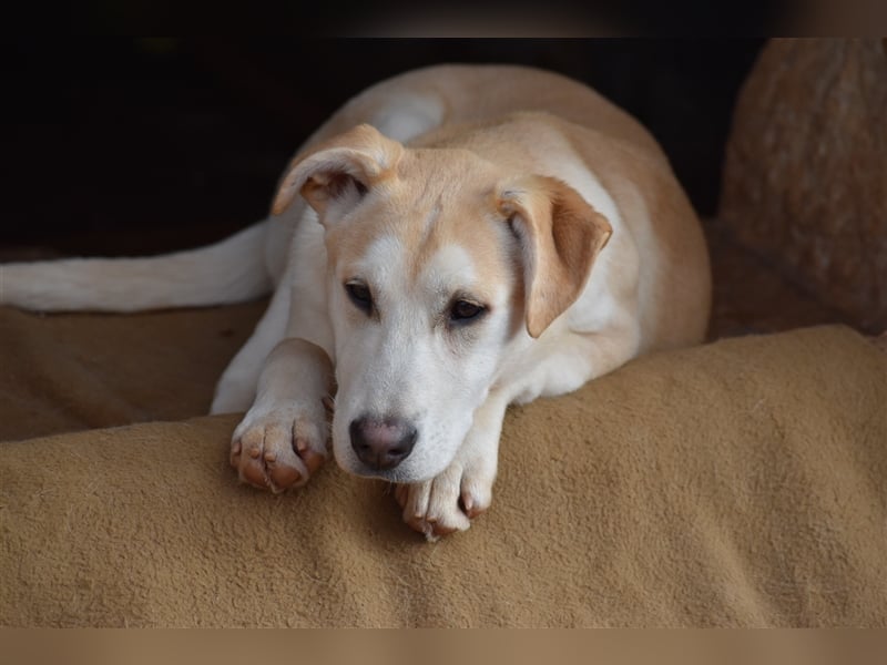 Bodhi ist ein entzückender Junghund, 5 Monate