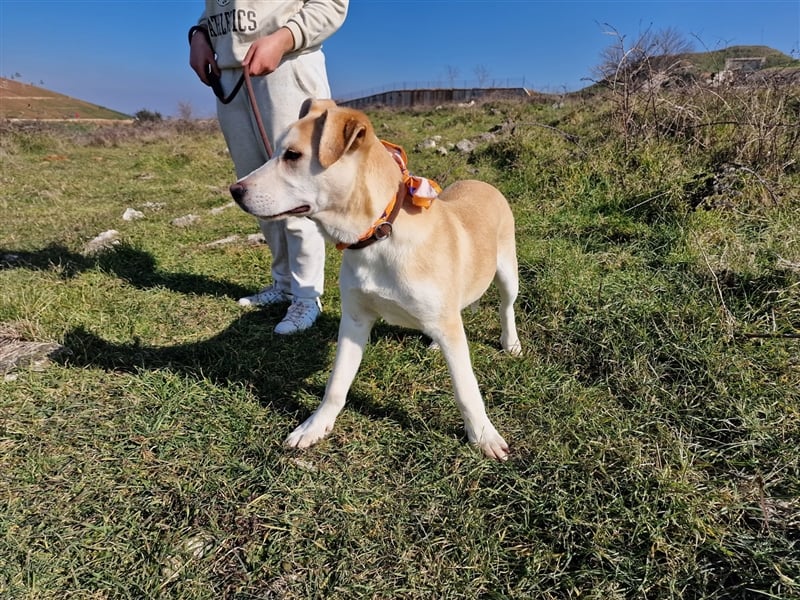 Bodhi ist ein entzückender Junghund, 5 Monate
