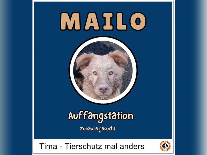 Mailo sucht endlich sein eigenes Zihause