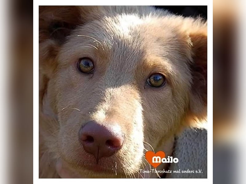 Mailo sucht endlich sein eigenes Zihause