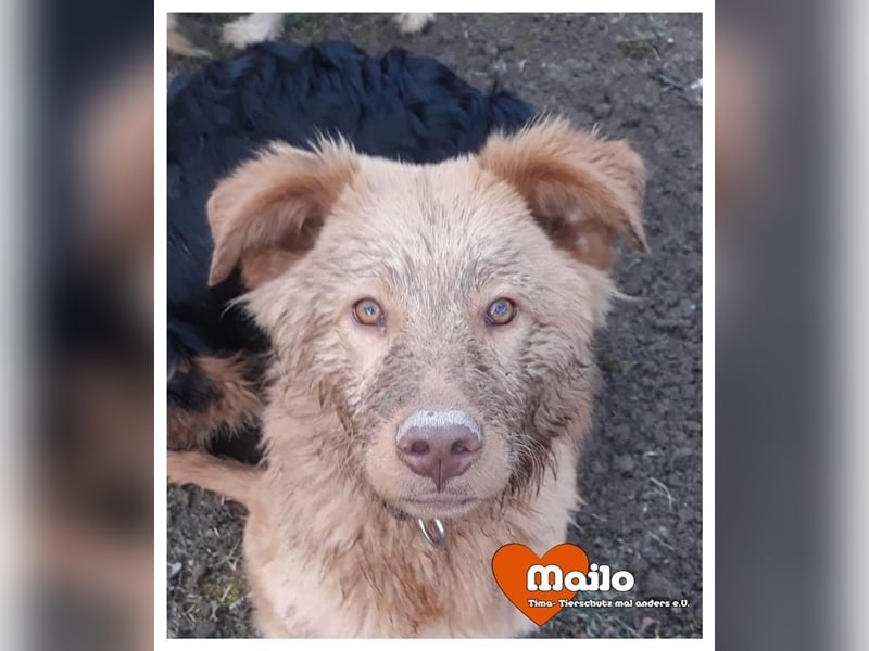 Mailo sucht endlich sein eigenes Zihause