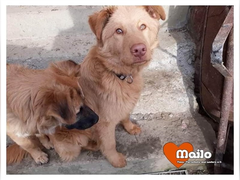 Mailo sucht endlich sein eigenes Zihause