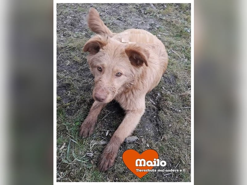 Mailo sucht endlich sein eigenes Zihause