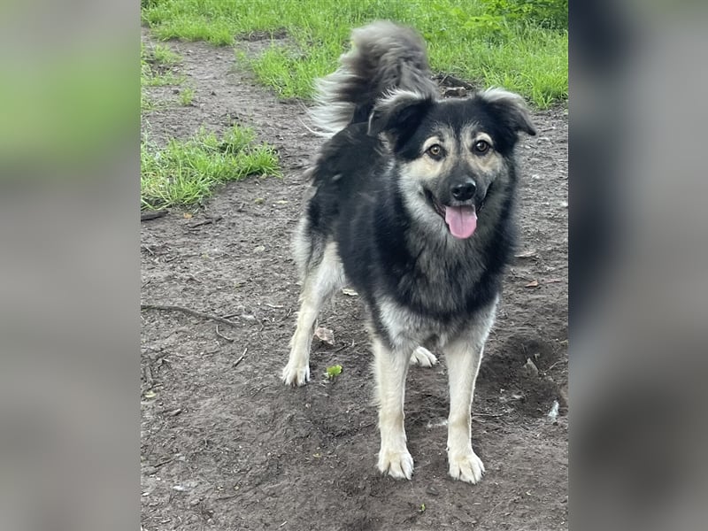 Lotti - liebevolle ruhige Hündin