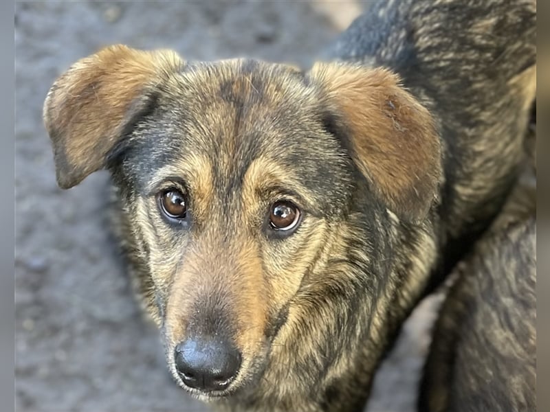 Enya- liebe aktive Hündin