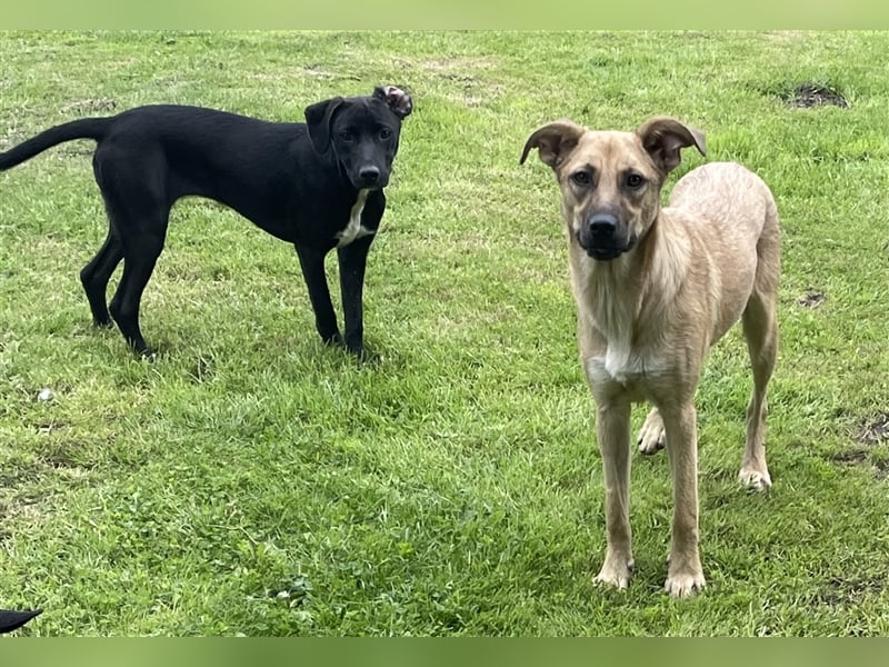 Bruna - liebevolles Hundekind