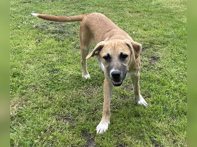 Elvis - liebevolles Hundekind