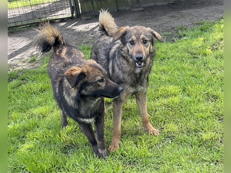 Enya- liebe aktive Hündin