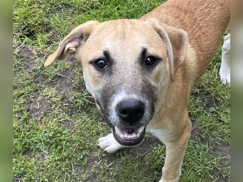 Elvis - liebevolles Hundekind