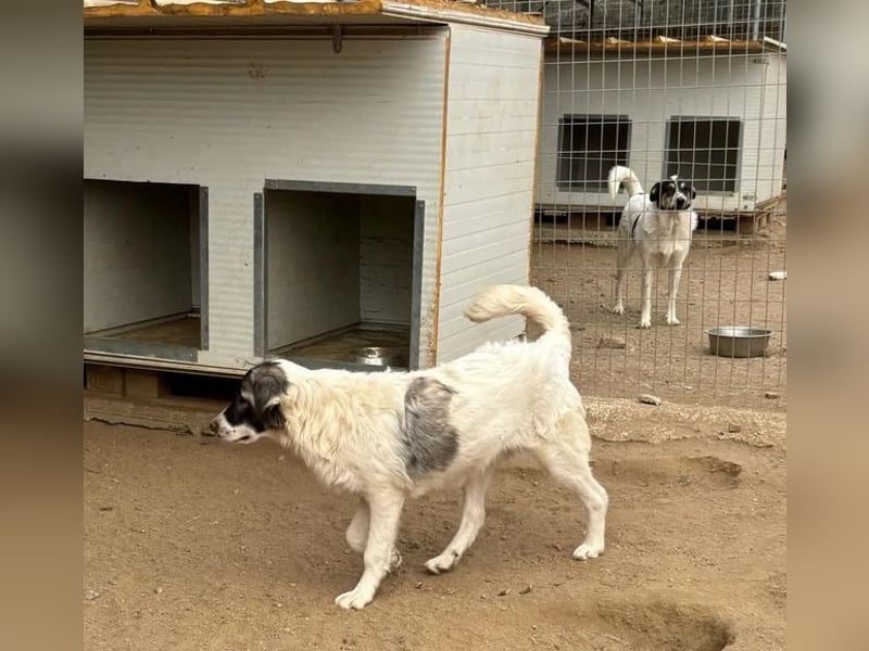 Marcy - kein Hund für jeden, aber für dich vielleicht genau der Richtige 