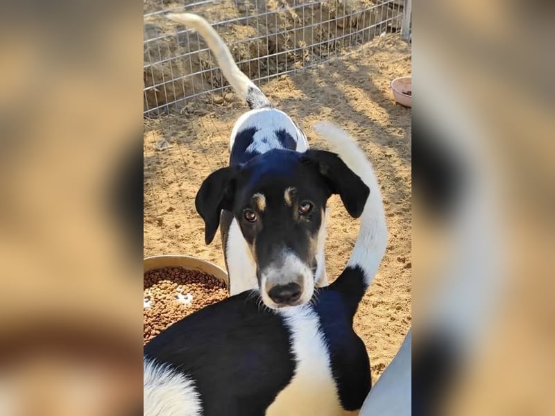 Linda sucht wundervolles Zuhause!