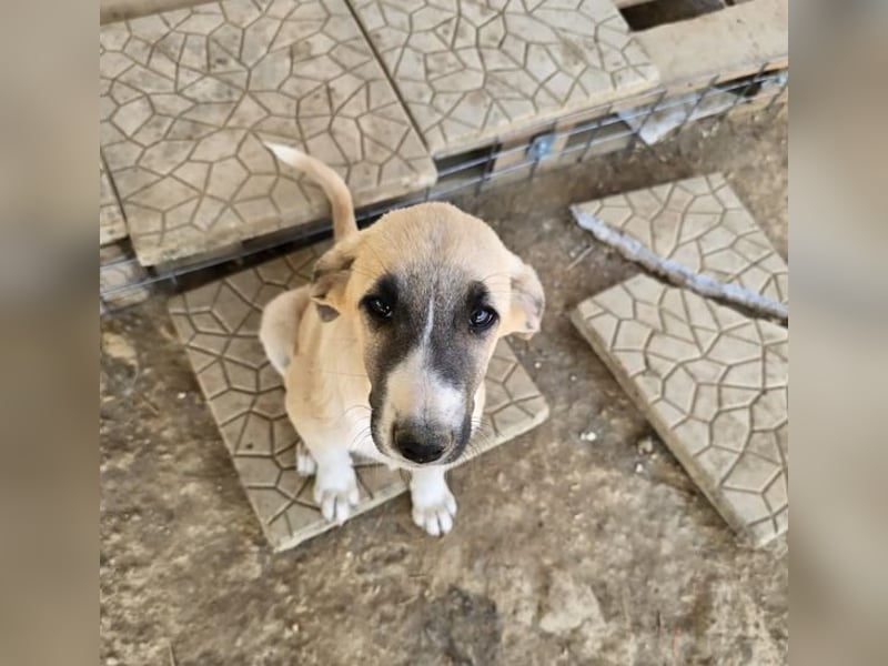 Orlando – tapferer Welpe mit großem Herzen