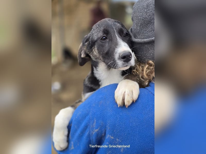 Carlotta – sanfte Hündin sucht ruhiges Zuhause