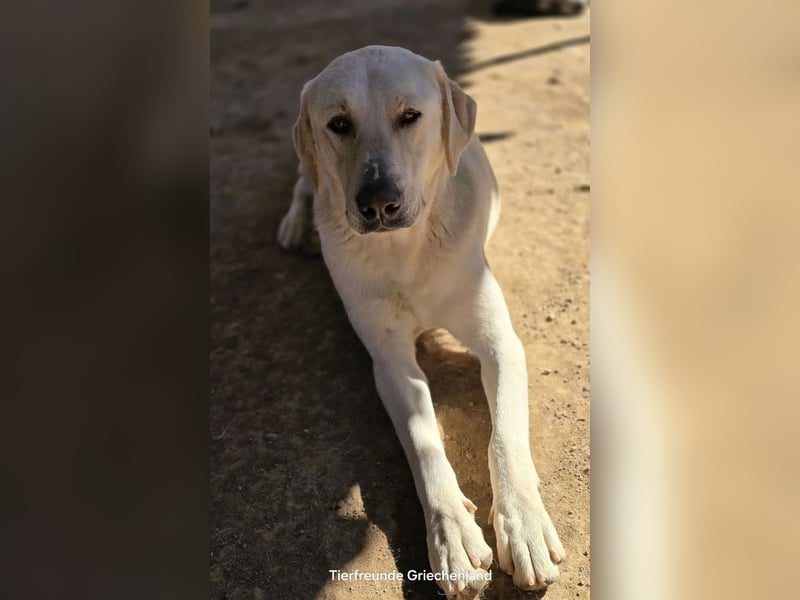 Ernie sucht wundervolles Zuhause!
