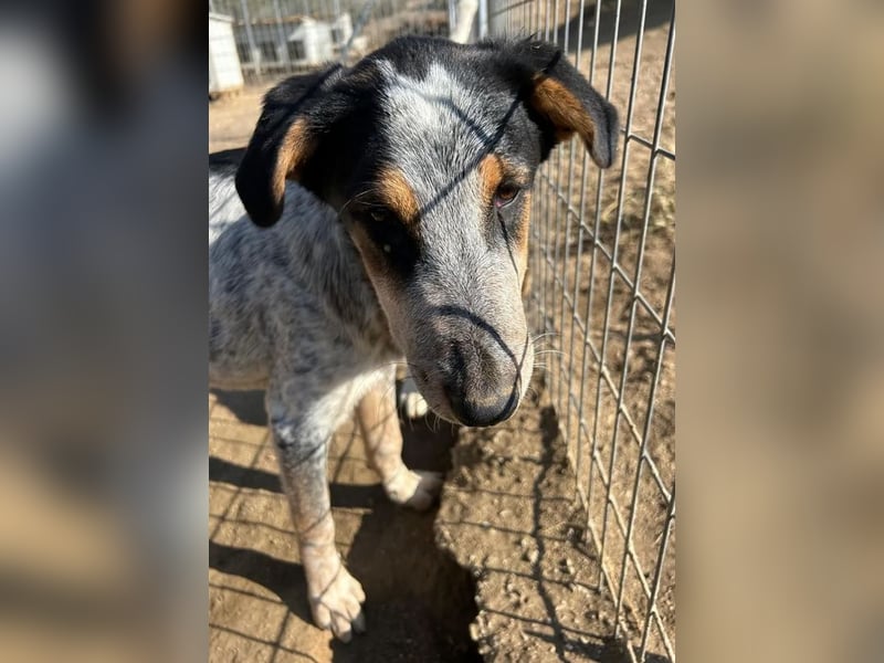 Shio sucht Herzensfreund, der ihm ein liebevolles Zuhause bietet!