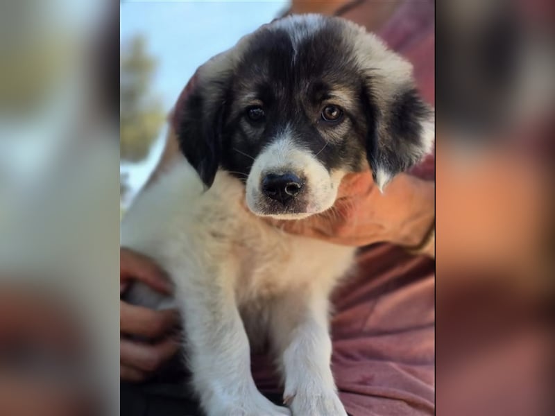 Marcy - kein Hund für jeden, aber für dich vielleicht genau der Richtige 