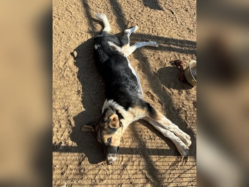 Melvin mit der besonderen Fellzeichnung sucht seine Herzensmenschen!