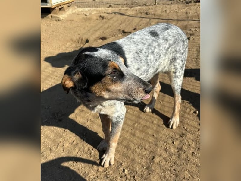 Shio sucht Herzensfreund, der ihm ein liebevolles Zuhause bietet!