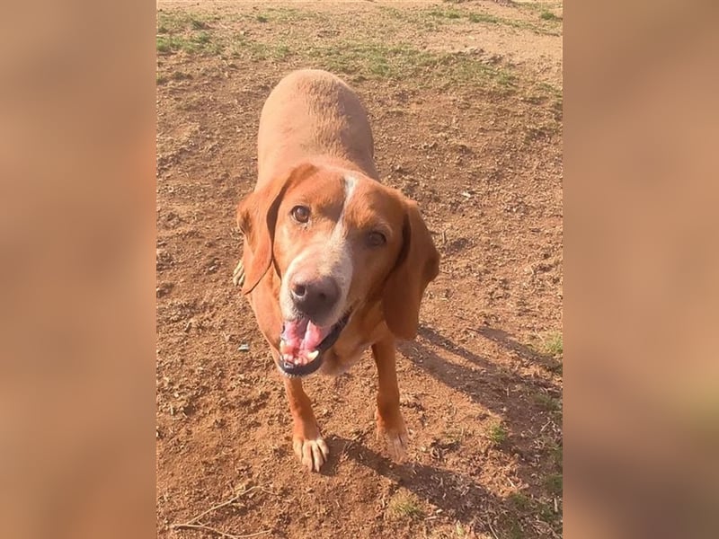 Kayo – Ein älterer Schatz auf der Suche nach Geborgenheit!