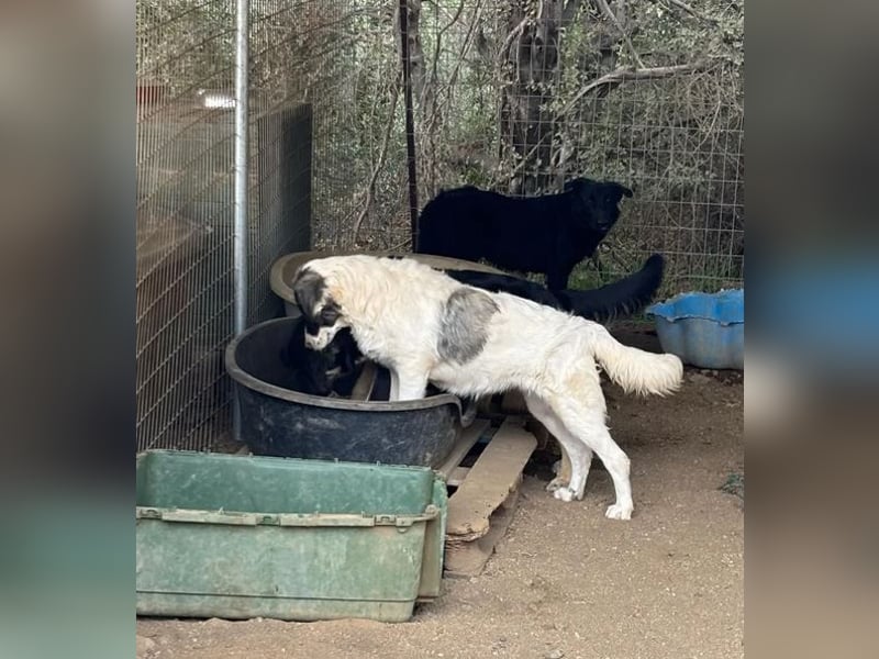 Marcy - kein Hund für jeden, aber für dich vielleicht genau der Richtige 