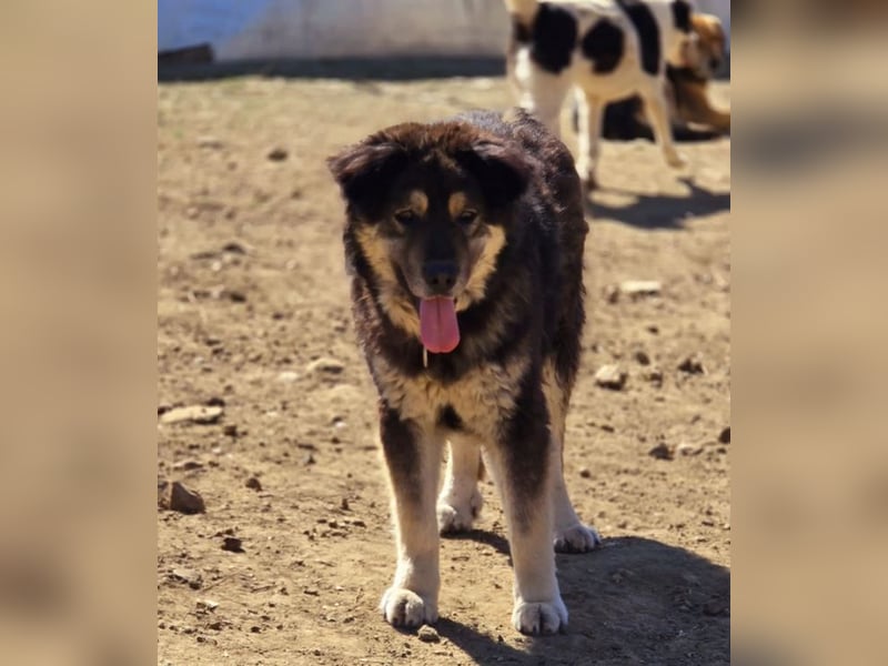 Milow sucht Traumzuhause!