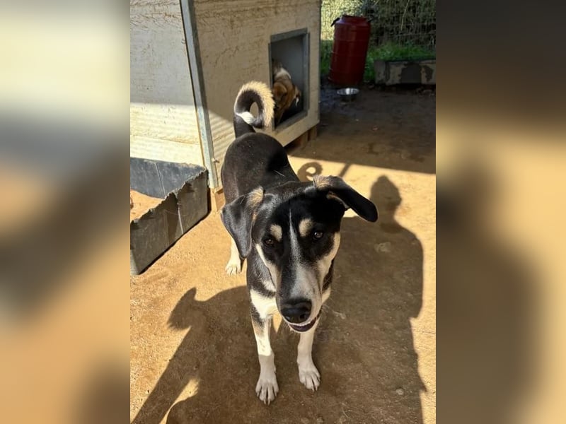 Carlotta – sanfte Hündin sucht ruhiges Zuhause