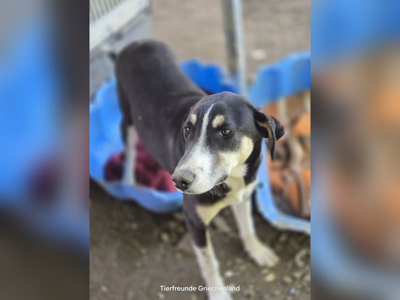 Carlotta – sanfte Hündin sucht ruhiges Zuhause