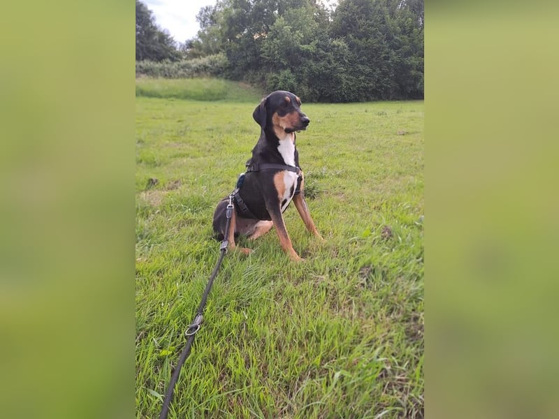 Goldie sucht ihr Zuhause für immer!