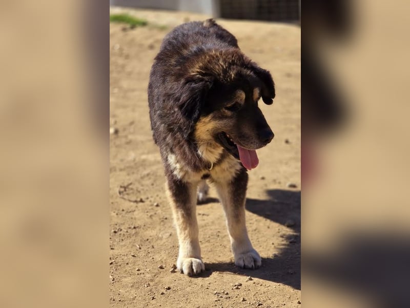 Milow sucht Traumzuhause!