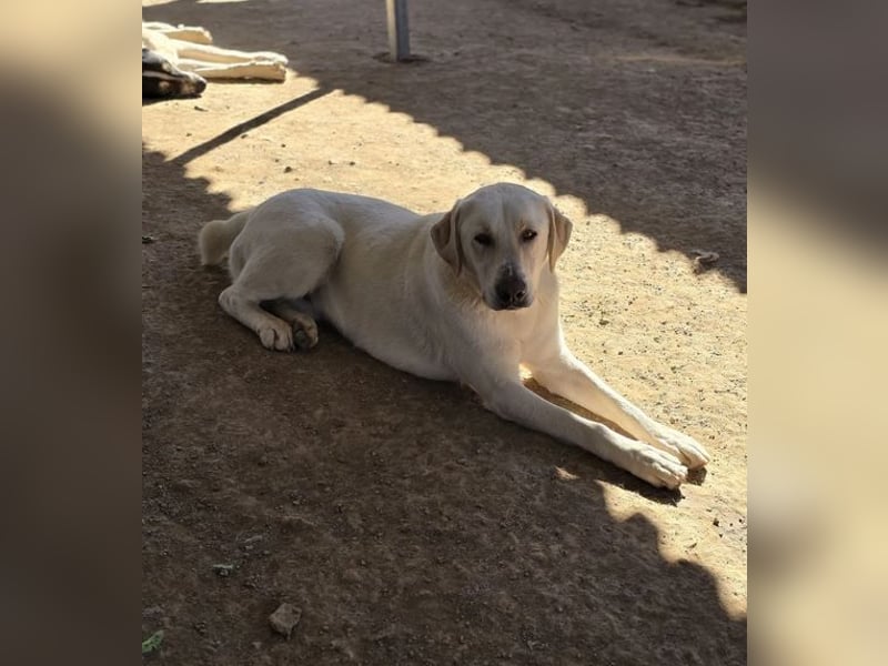 Ernie sucht wundervolles Zuhause!