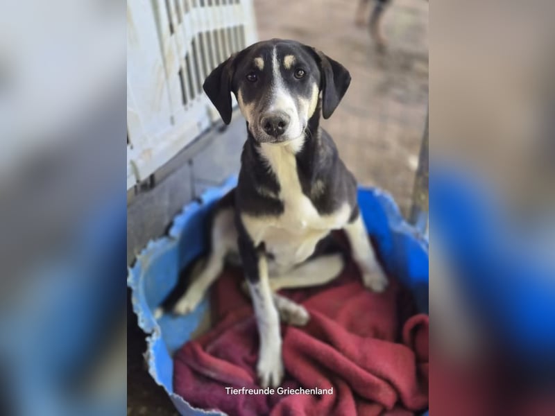 Carlotta – sanfte Hündin sucht ruhiges Zuhause