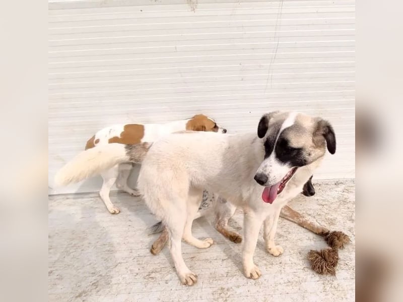 Smilla sucht Traumzuhause!