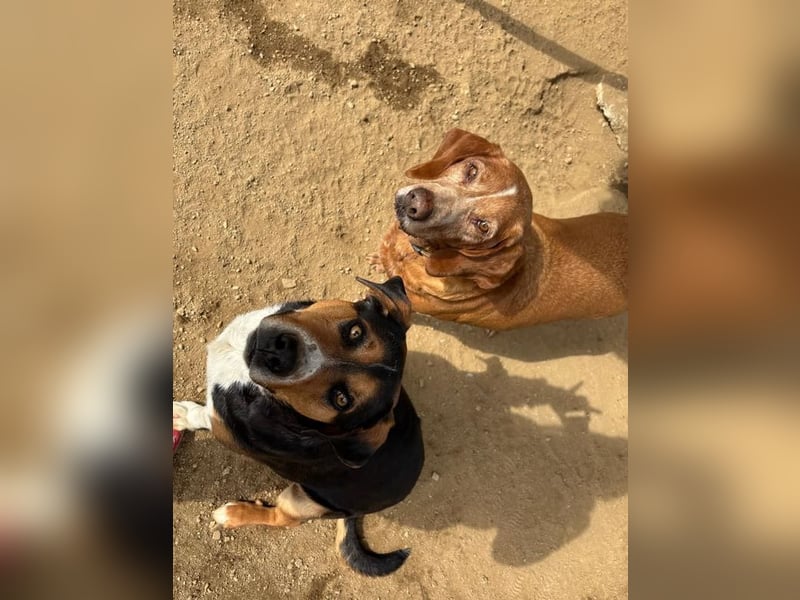 Kayo – Ein älterer Schatz auf der Suche nach Geborgenheit!