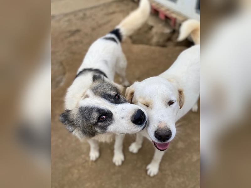 Aris sucht wundervolles Zuhause!