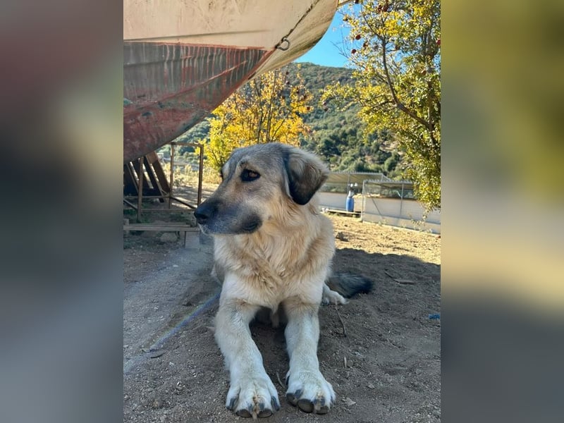 Narami – Freiheitsliebende Hündin mit großem Herzen sucht ihren Platz im Leben!