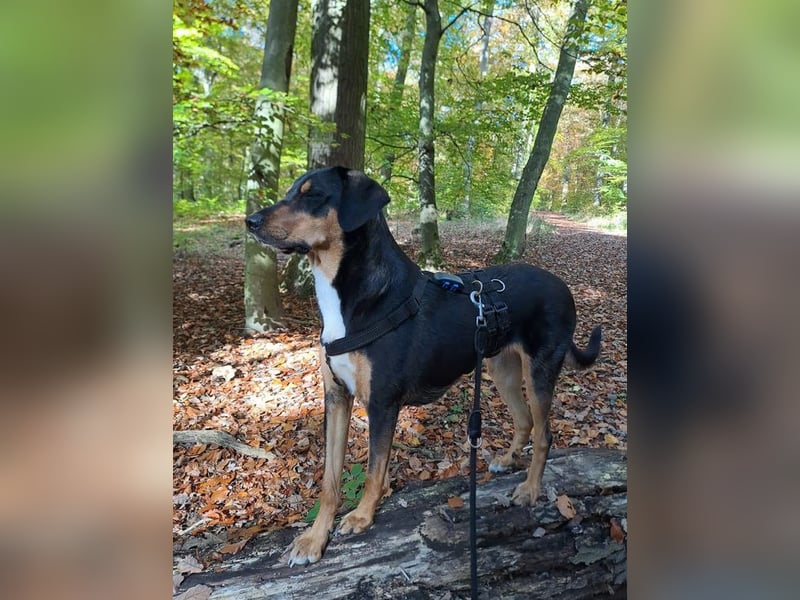 Goldie sucht ihr Zuhause für immer!